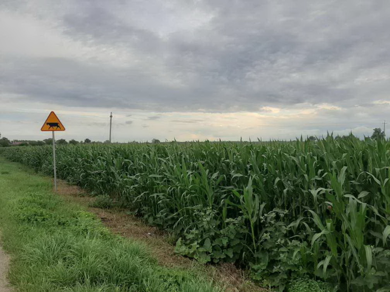Widok pola kukurydzy. Znak ostrzegawczy przy drodze - zwierzęta gospodarskie