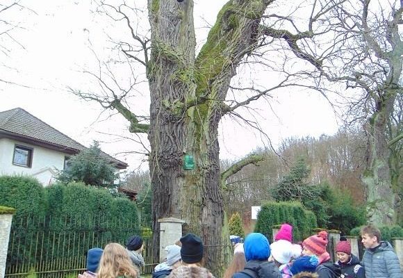 grupa młodzieży przy wielkim drzewie