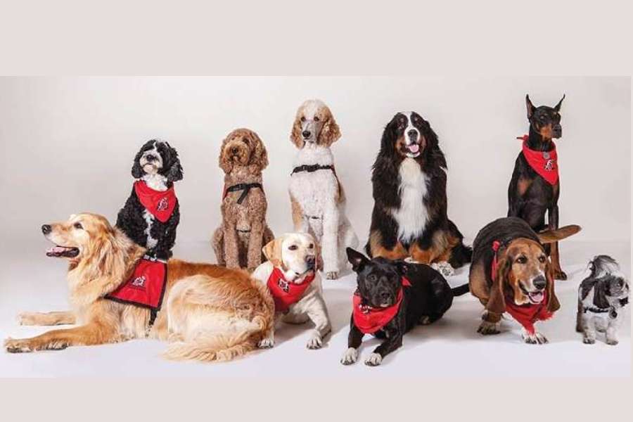 dziesięć psów różnych ras pozujących do fotografii