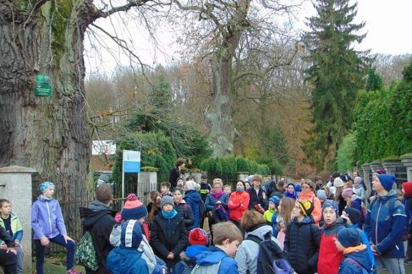 Pomnikowe dęby, dzieci i młodzież wokół nich