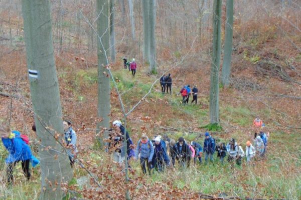 Las bukowy, wzgórza, uczniowie wędrują gęsiego