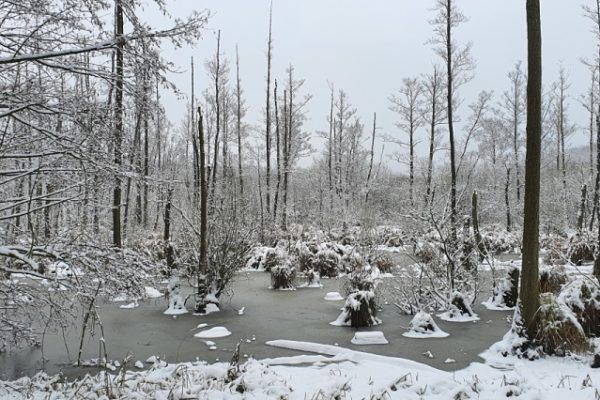 zimowy pejzaż drzewa wystające z tafli wody