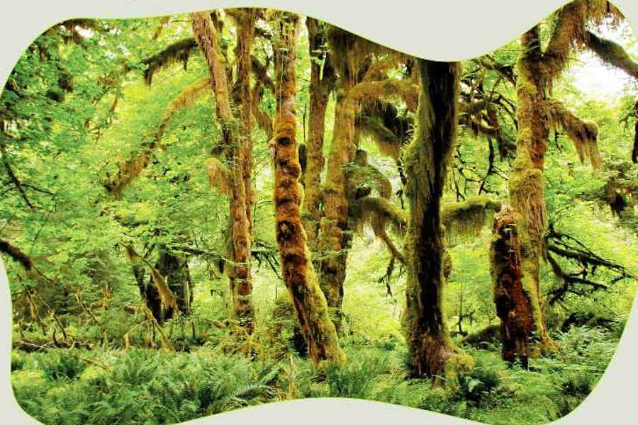 grafika przedstawiajaca amozoński las