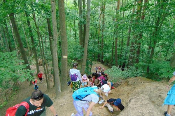 strome podejście pod górę w lesie