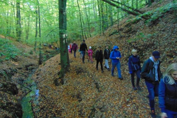 turyści wędrują przez las
