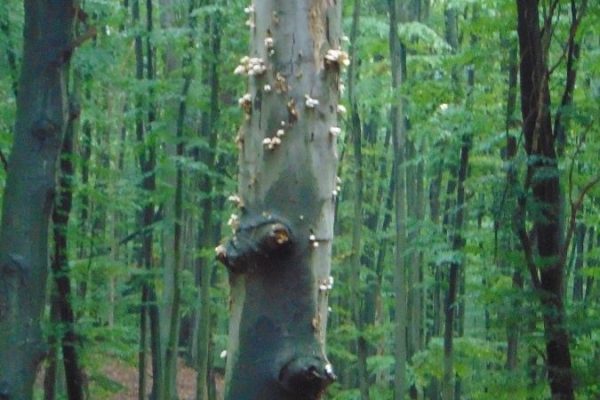 zniszczony przez hubę buk w Puszczy Bukowej przy szlaku niebieskim.