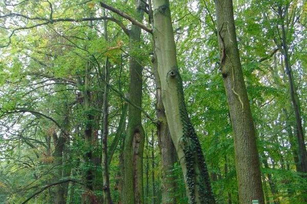 drzewa w Puszczy Bukowej