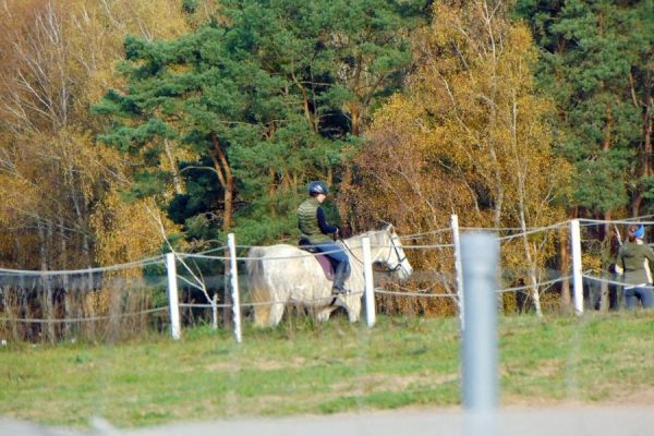 drzewa, ogrodzone pastwisko i jeździec na jasnym koniu