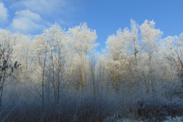 zimowy las, oszronione białe drzewa, błękitne niebo