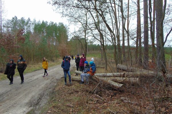 odpoczynek na kłodach ściętych drzew, w tle las