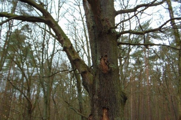 uczniowie przy pomnikowym dębie