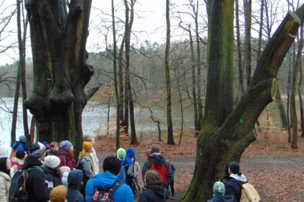 grupa młodzieży przed pomnikowymi drzewami, w tle jezioro Głębokie