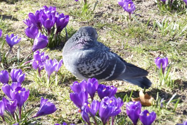 Krokusy na Jasnych Błoniach