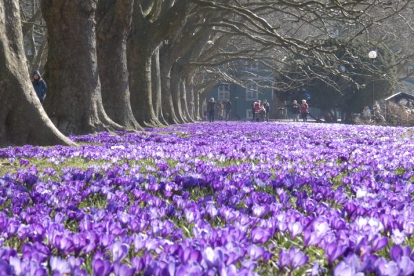 Krokusy na Jasnych Błoniach