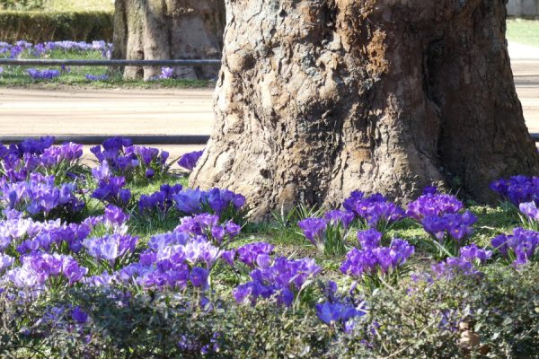 Krokusy na Jasnych Błoniach