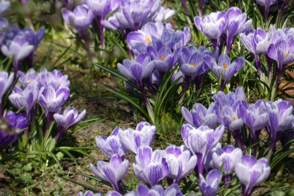 Krokusy na Jasnych Błoniach