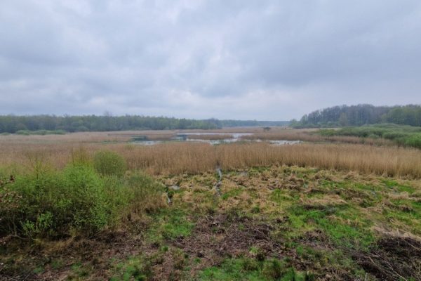 widok z wieży widokowej