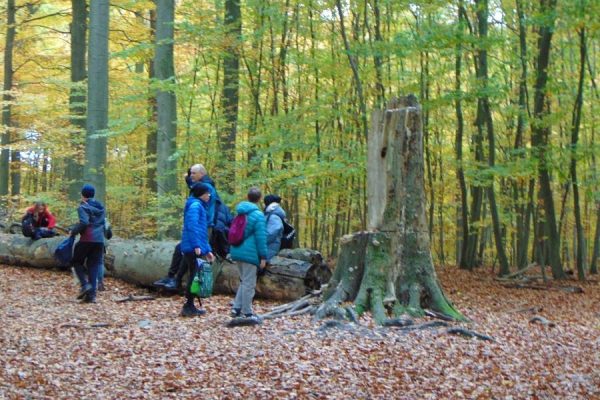 las, grupa młodzieży odpoczywa