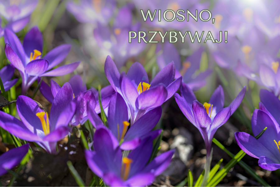 zdjęcie krokusów i napis wiosno przybywaj