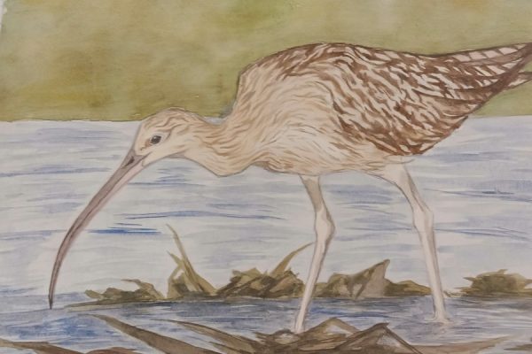 praca plastyczna przedstawiająca kulika